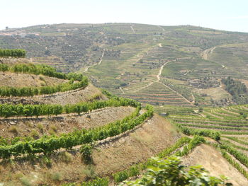 Scenic view of vineyards on mountains