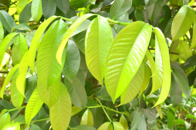 Close-up of green leaves