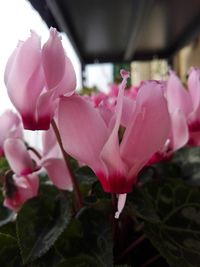 Close-up of pink flowers blooming outdoors