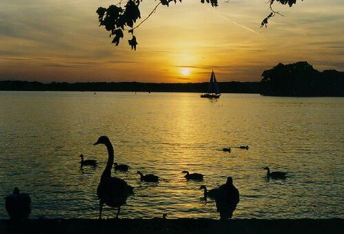 sunset, bird, water, animal themes, animals in the wild, wildlife, silhouette, sky, orange color, scenics, reflection, beauty in nature, tranquil scene, lake, nature, tranquility, cloud - sky, idyllic, duck