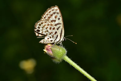 Close-up of butterfly pollinating flower