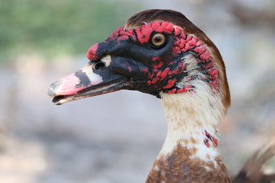 Close-up of a bird looking away