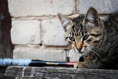 Close-up portrait of tabby cat drinking against wall