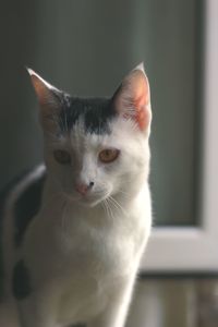 Close-up of cat looking away