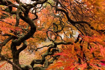 Close-up of maple tree in forest during autumn