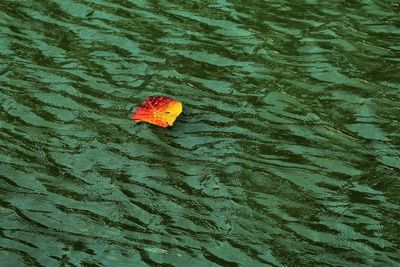 Autumn leaf floating in a channel with green water collored by algae.