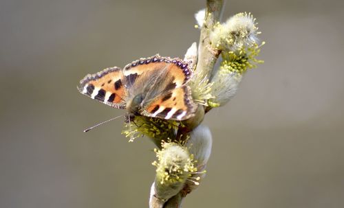 Close-up of butterfly on buds