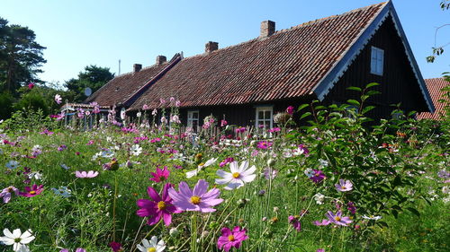 Low angle view of purple flowers blooming against sky