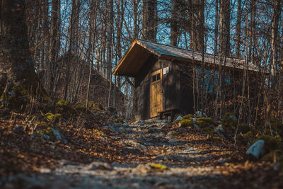 View of abandoned house in forest