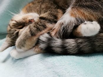 Close-up of cat sleeping