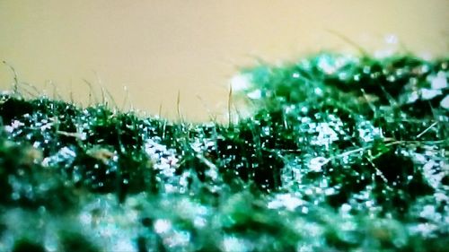 Close-up of wet plants on field