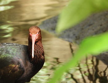 Close-up portrait of a duck