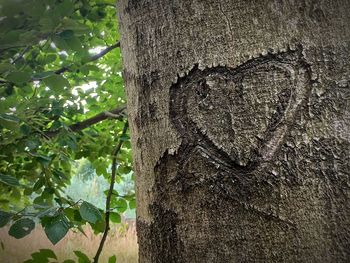 Close-up of tree trunk in forest