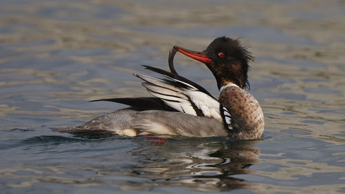 Close-up of duck swimming in lake