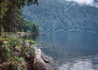 Scenic view of lake crescent in forest 