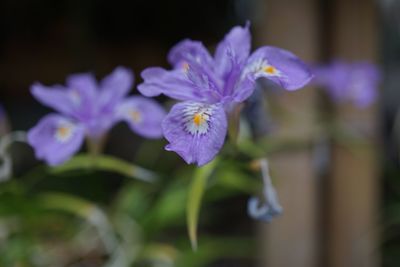 Close-up of purple flowers blooming outdoors