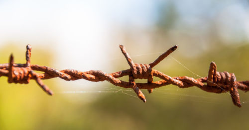 Close-up of barbed wire