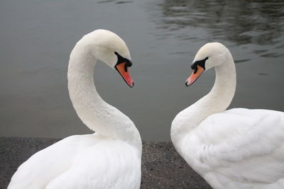 White swan in lake