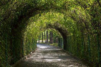 Green tunnel in the botanical garden of yerevan,armenia.