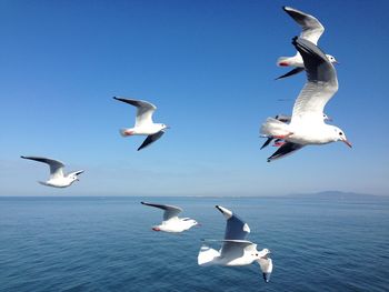 Birds flying over sea against clear sky