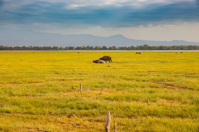 grassland