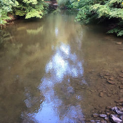 Reflection of trees in water