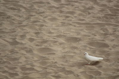 Bird on sand at beach