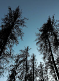 Low angle view of bare trees against clear blue sky