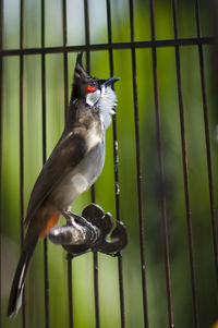 Close-up of bird perching on metal fence