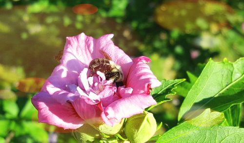 Close-up of bee on pink flower