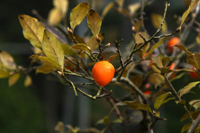 View of persimmon fruits on the tree during autumn