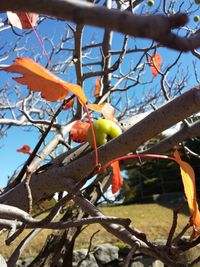 Low angle view of bird perching on tree