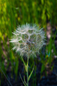 Close-up of dandelion flower on field