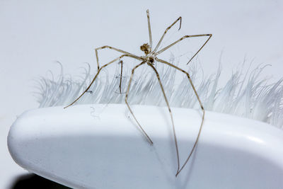 Close-up of spider on toothbrush over gray background