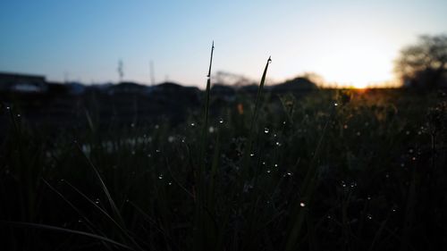 Close-up of grass growing on field