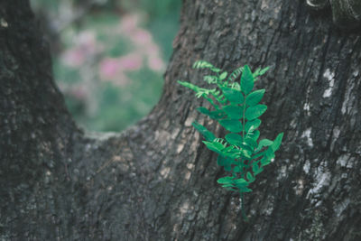 Close-up of green leaf on tree trunk