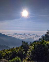 Scenic view of tree against sky