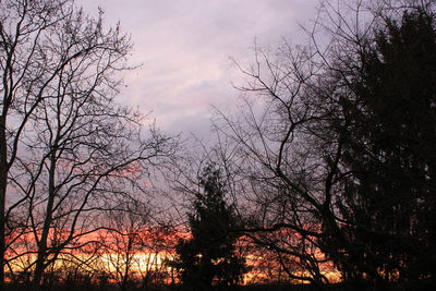 Silhouette of bare tree at sunset