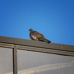 Low angle view of bird perching against clear blue sky