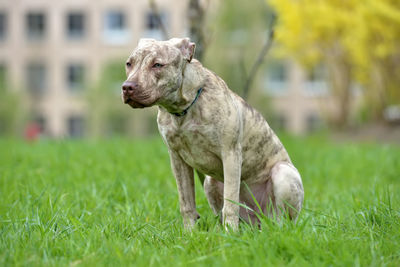 Dog looking away on grass