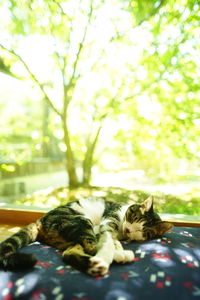 Close-up of a cat sleeping