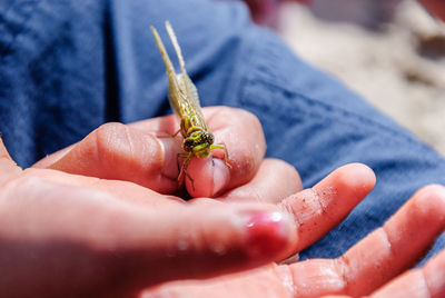 Close-up of hand holding dragonfly