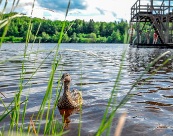 Duck swimming in lake