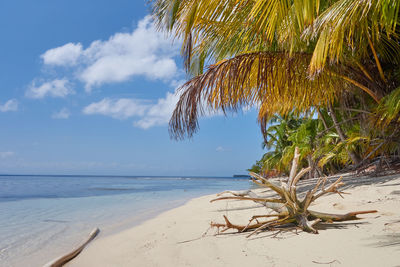 Palm tree on beach against sky