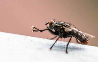 Close-up of housefly