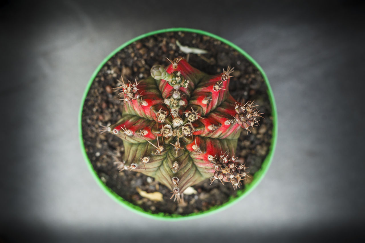 HIGH ANGLE VIEW OF POTTED PLANT ON TABLE IN POT