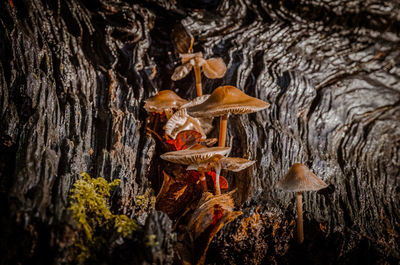 Close-up of mushrooms growing on tree trunk
