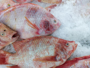 High angle view of fish for sale in market