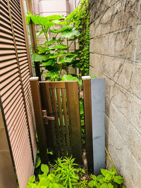 Potted plants against wall