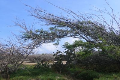 Trees on landscape against sky